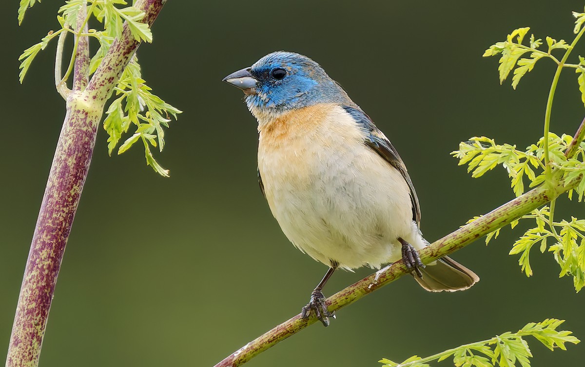 Lazuli Bunting - ML637395195