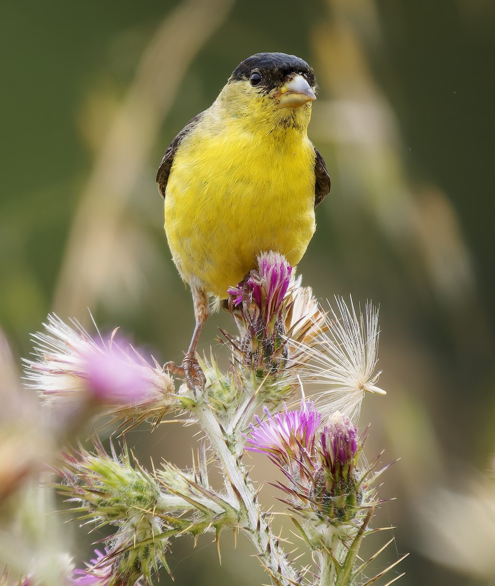 Lesser Goldfinch - ML637395205