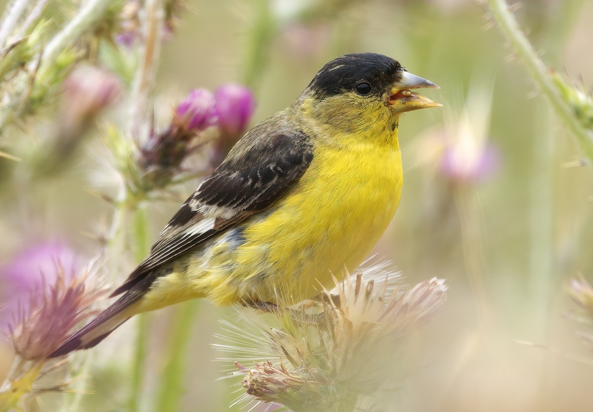 Lesser Goldfinch - ML637395206