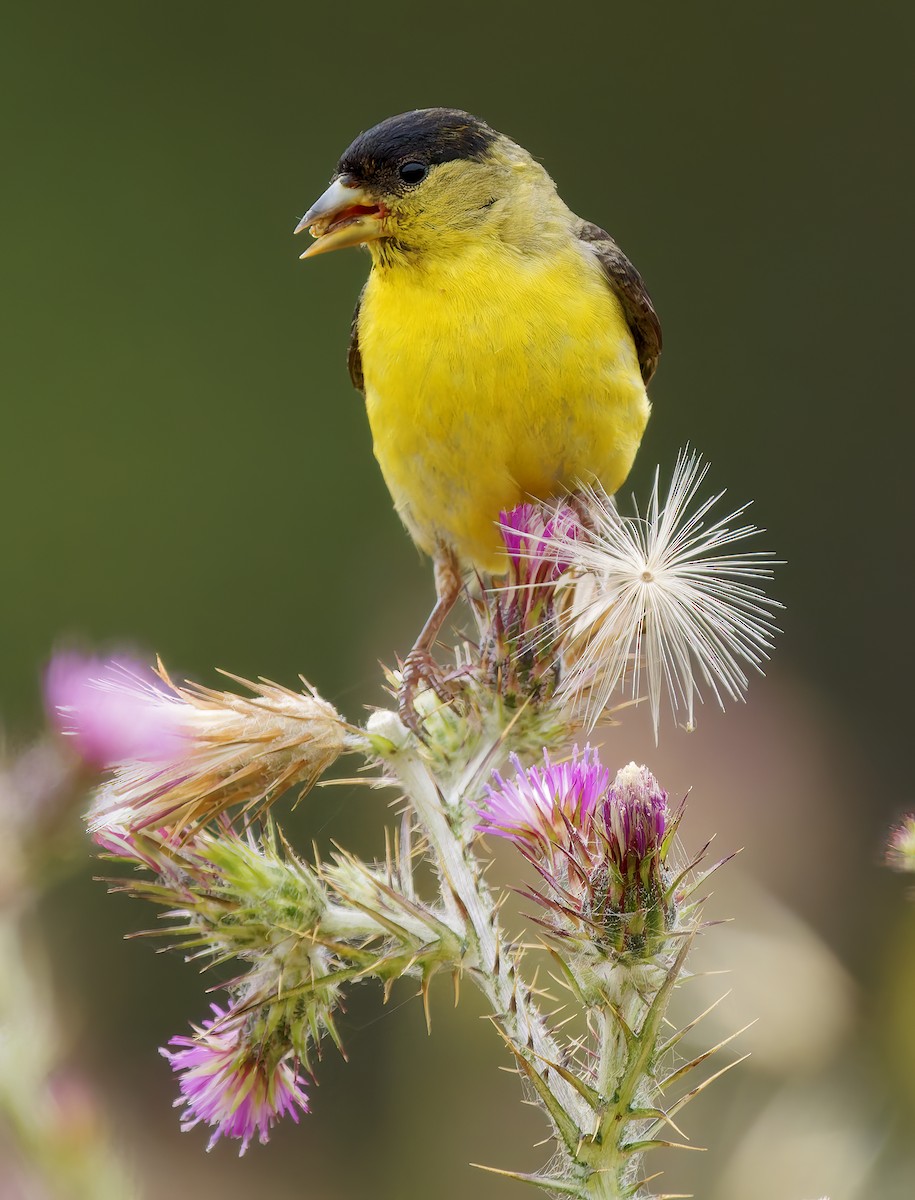 Lesser Goldfinch - ML637395207