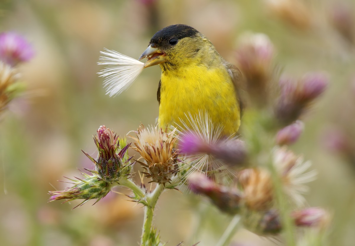 Lesser Goldfinch - ML637395208