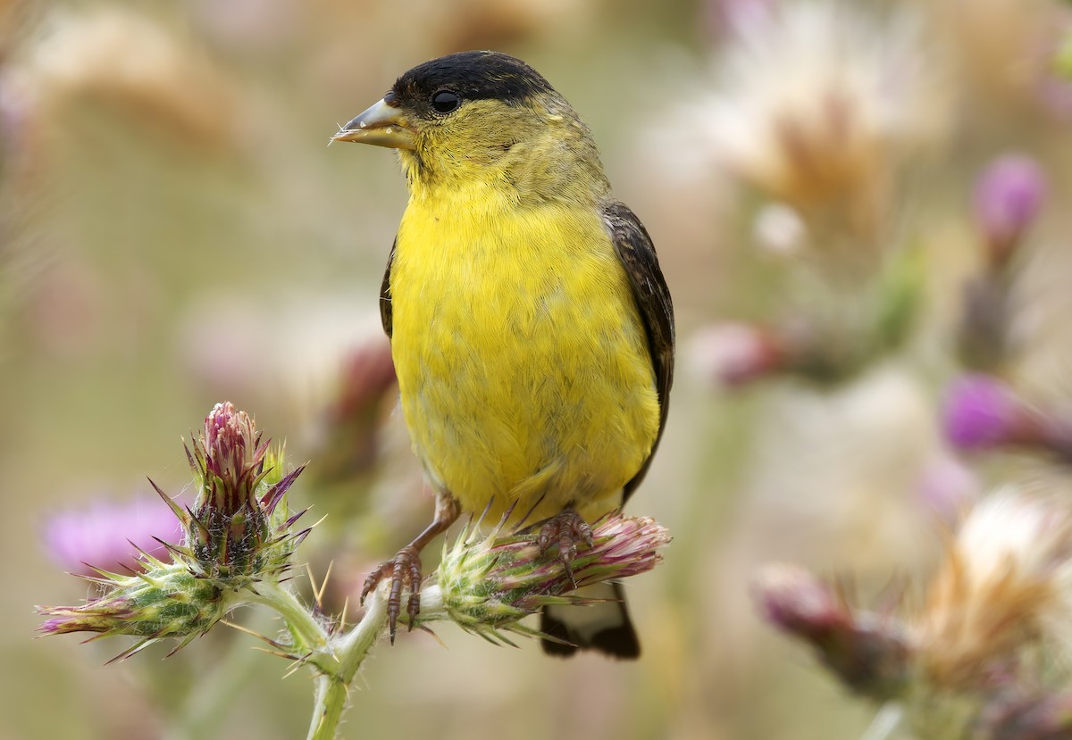 Lesser Goldfinch - ML637395209