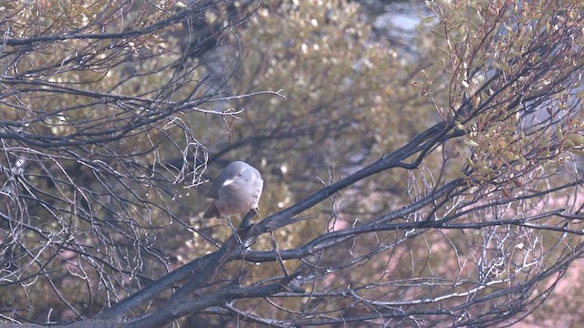 Gray Shrikethrush - ML637395210