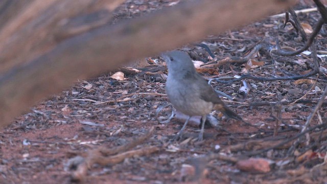 Gray Shrikethrush - ML637395215