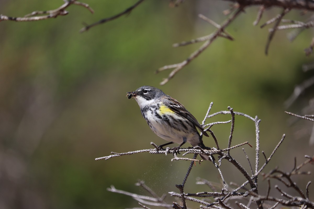 Yellow-rumped Warbler - ML637395216
