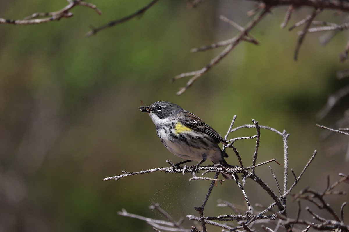 Yellow-rumped Warbler - ML637395217