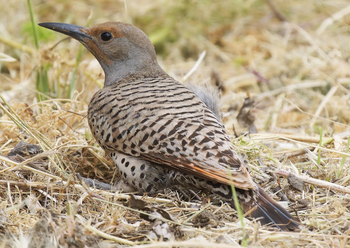 Northern Flicker - ML637395220