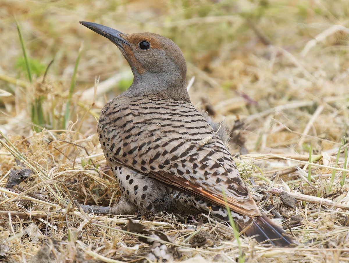 Northern Flicker - ML637395221