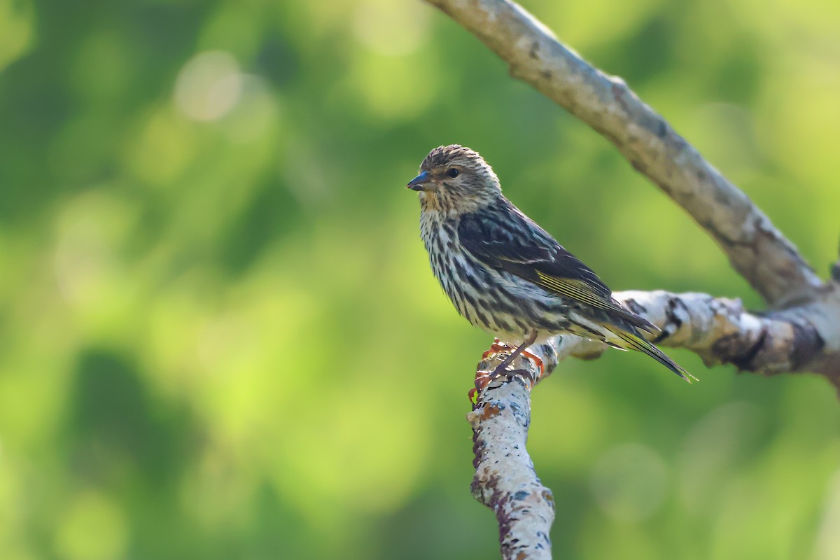 Pine Siskin - ML637395227