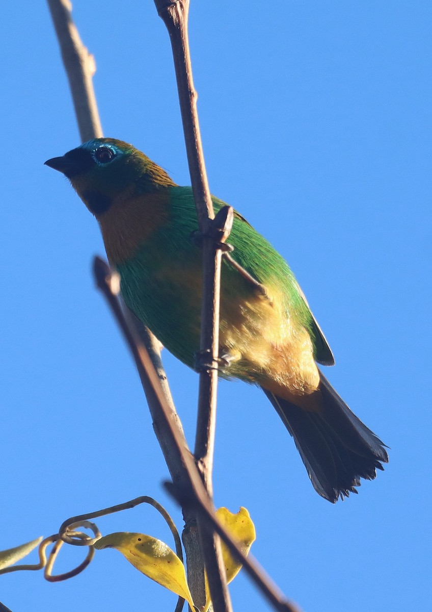 Brassy-breasted Tanager - ML637395254