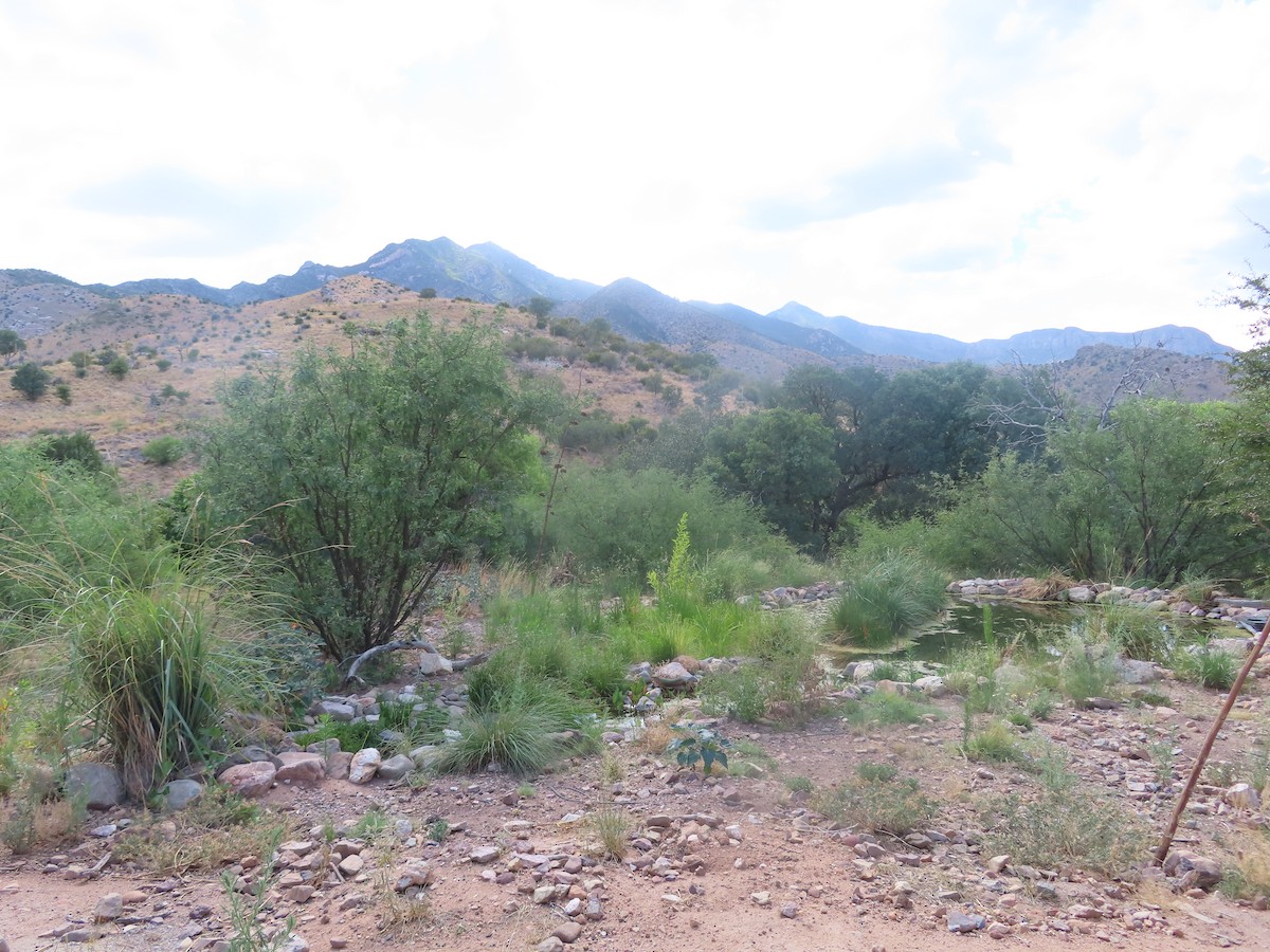 null - ML637395280