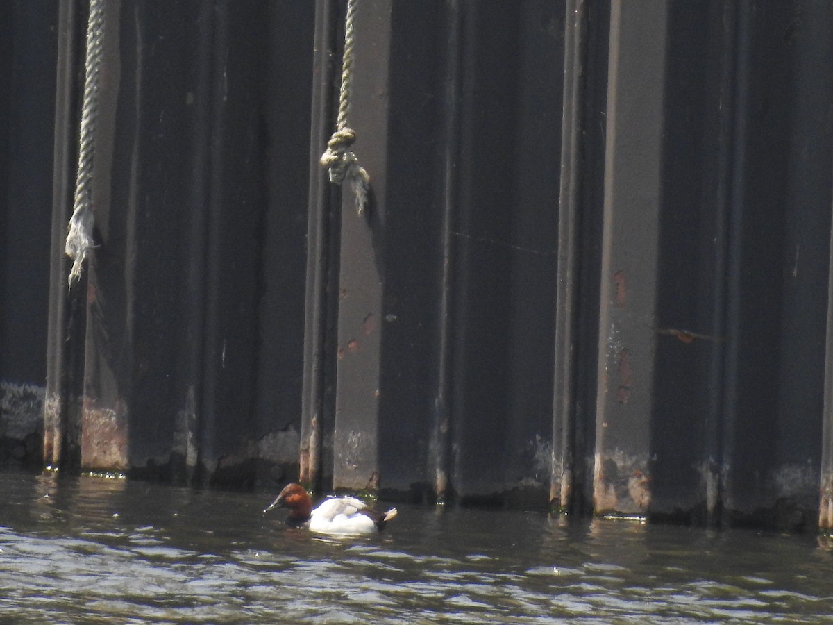 Canvasback - ML637395288