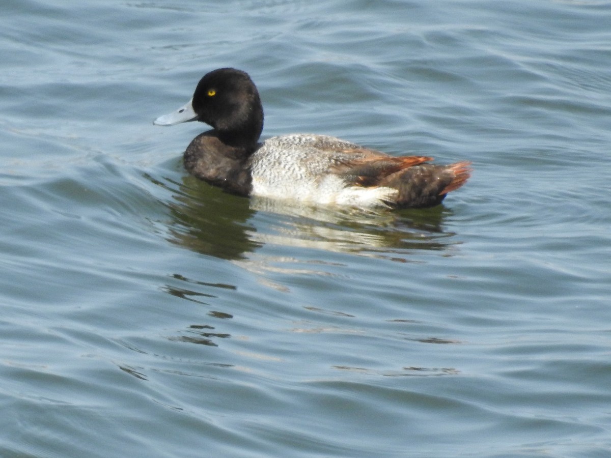 Lesser Scaup - ML637395303