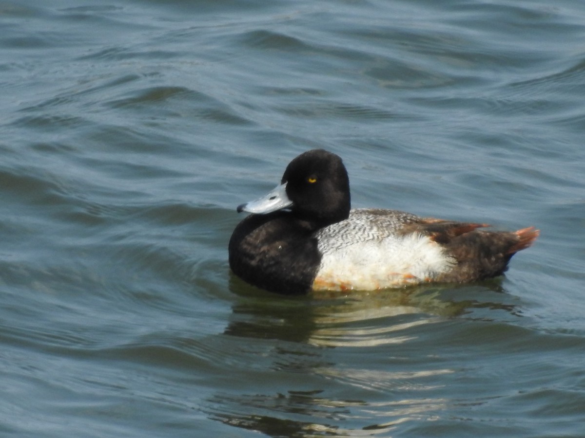 Lesser Scaup - ML637395304
