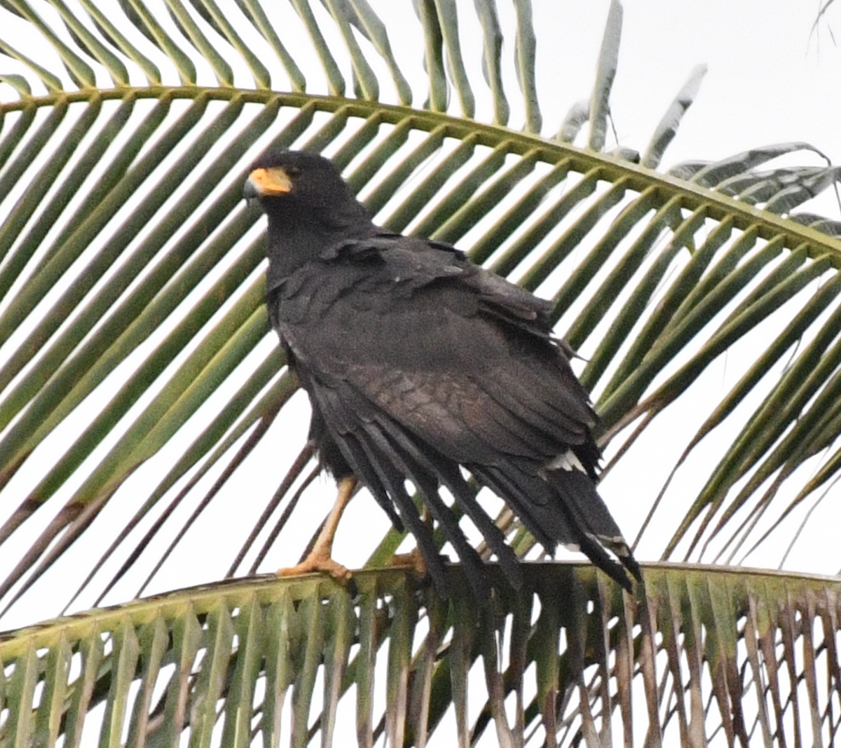 Great Black Hawk - ML637395305