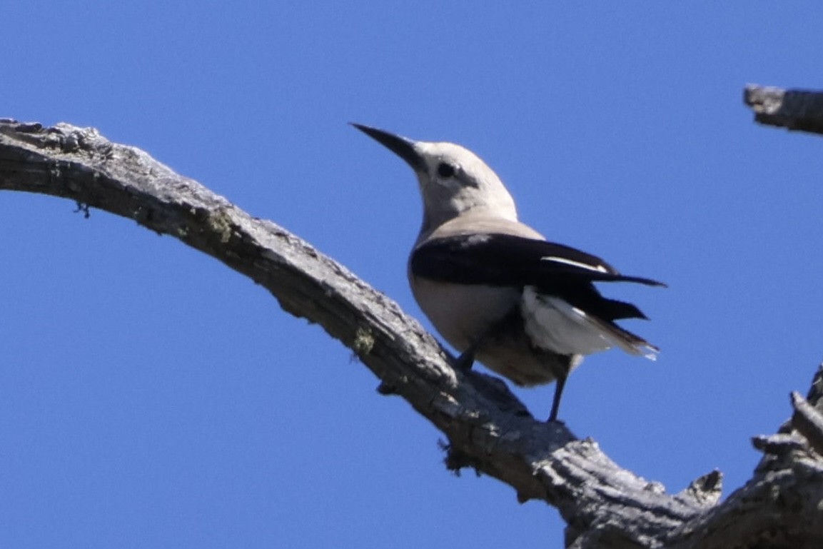 Clark's Nutcracker - ML637395358