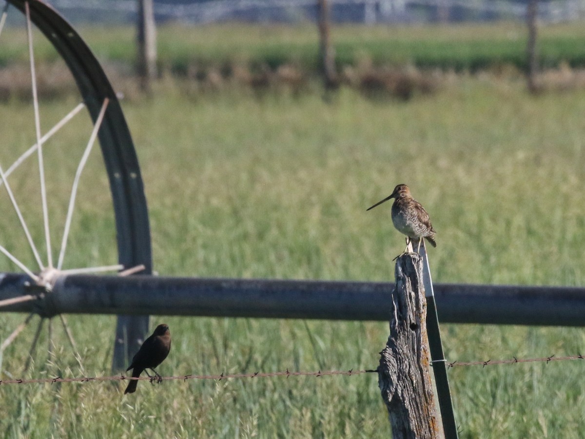アメリカタシギ - ML637395399