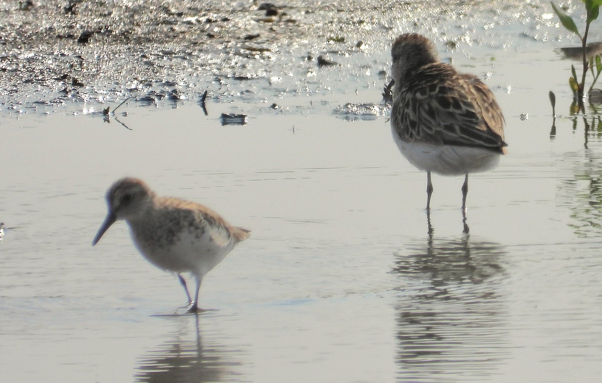 Semipalmated Sandpiper - ML637395403