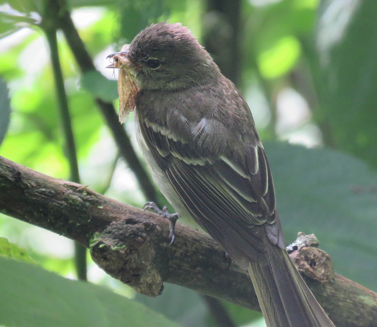 Highland Elaenia - ML637395436