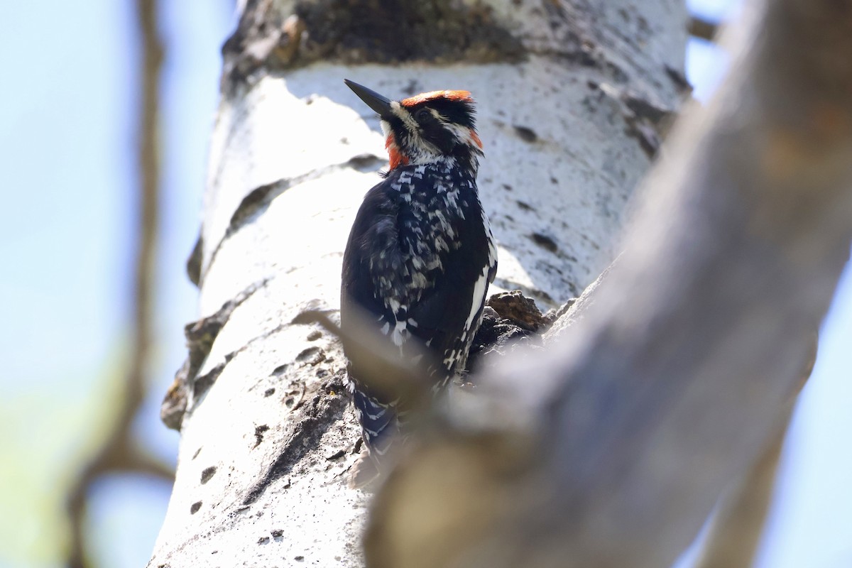 Red-naped Sapsucker - ML637395458