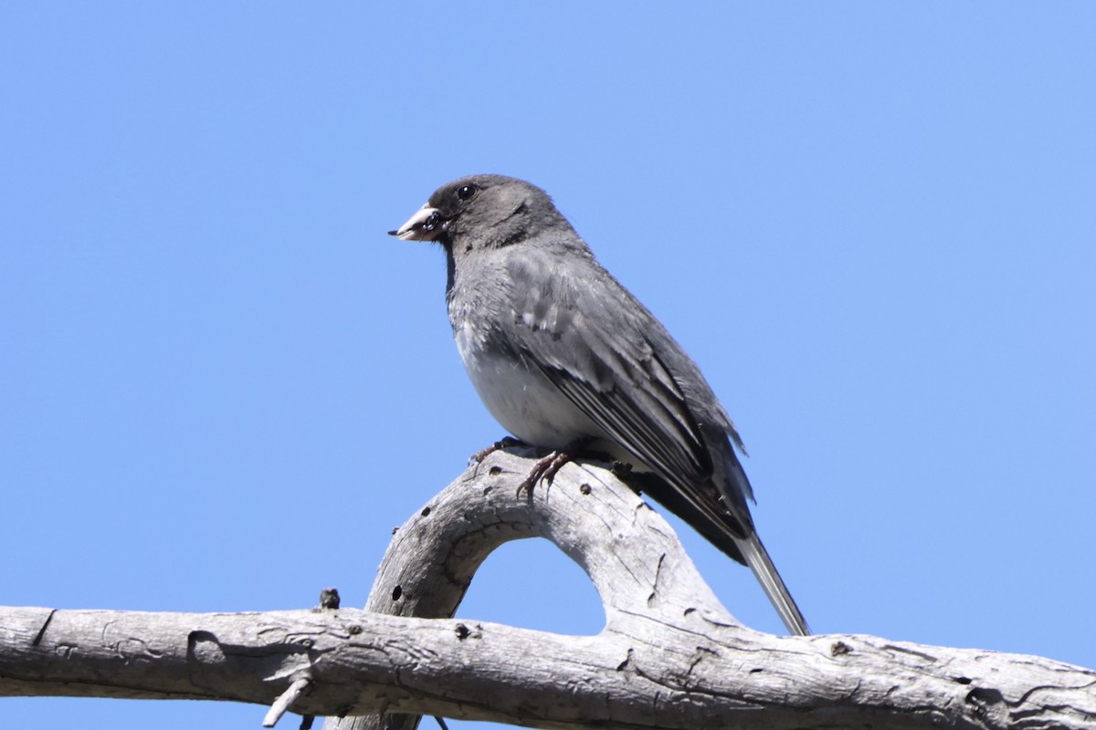 Dark-eyed Junco (White-winged) - ML637395478