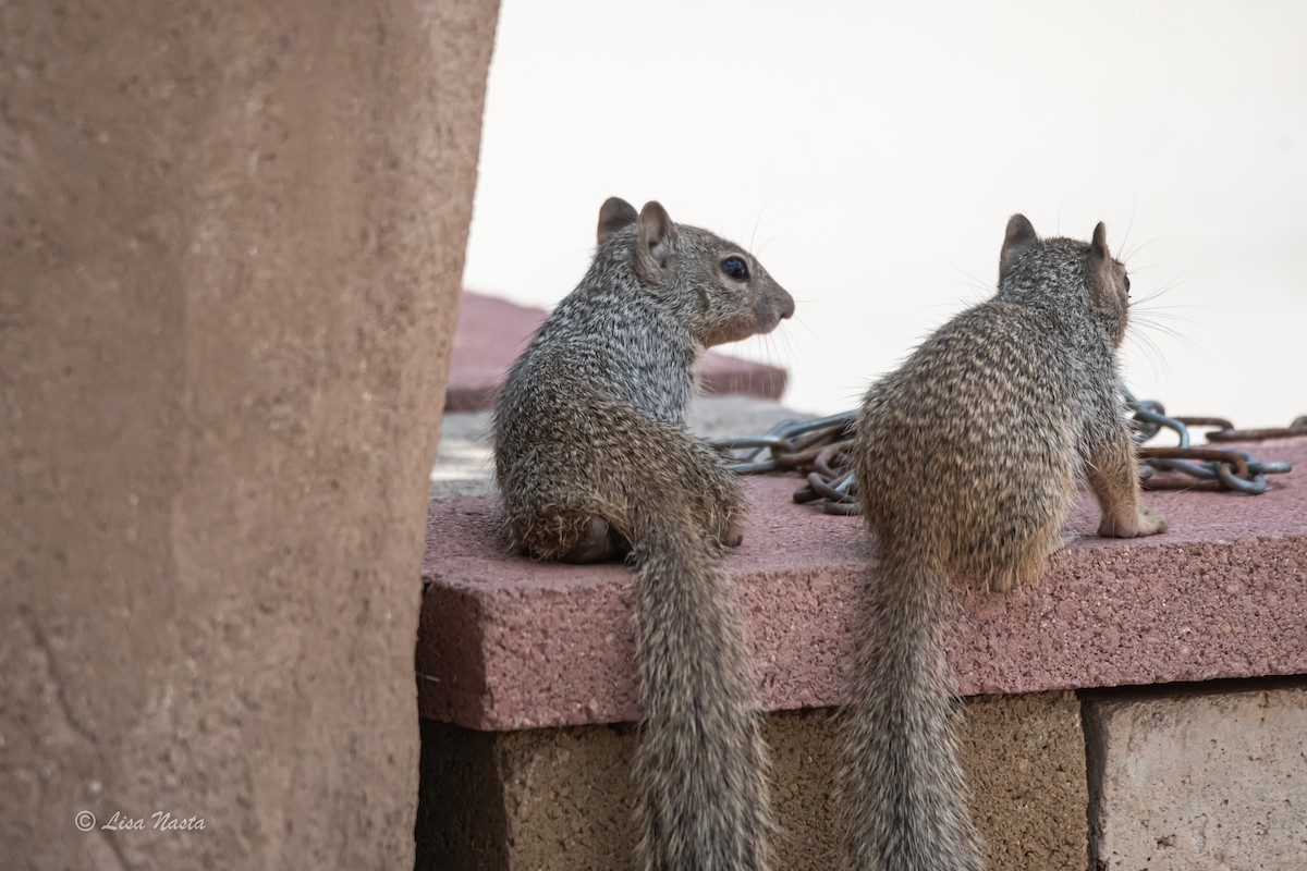 Rock Squirrel - ML637395501