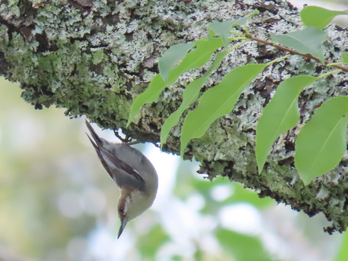 Brown-headed Nuthatch - ML637395531