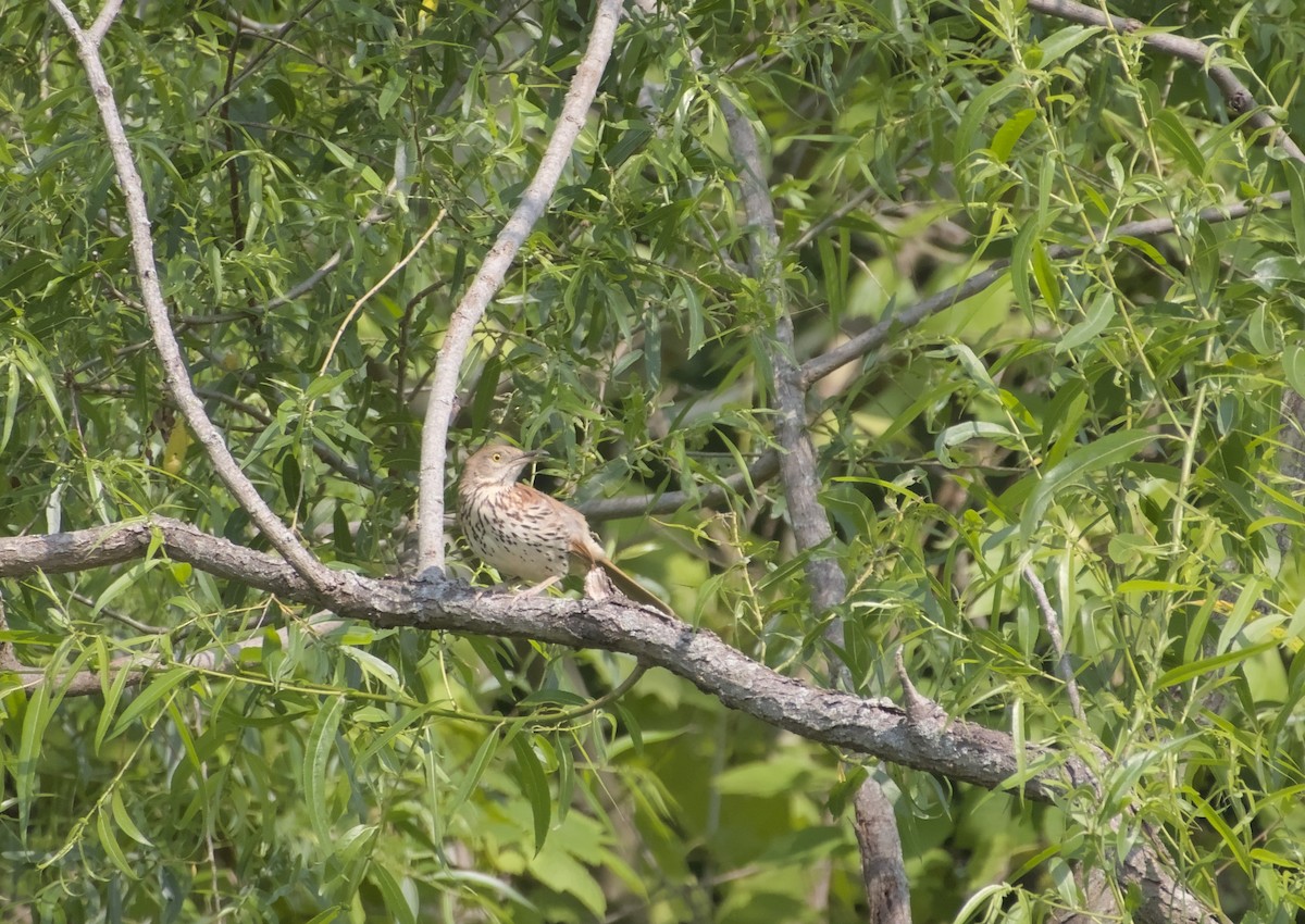 Brown Thrasher - ML637395570