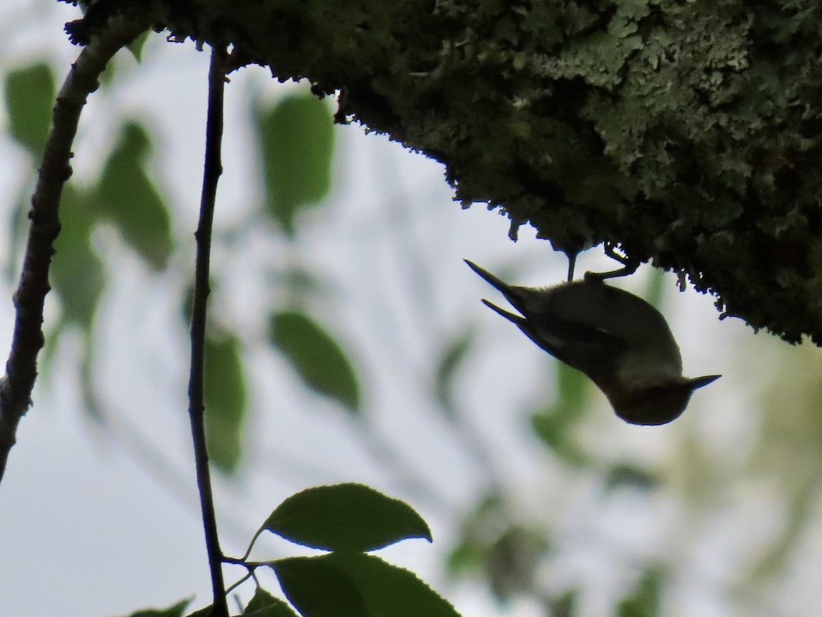 Brown-headed Nuthatch - ML637395579