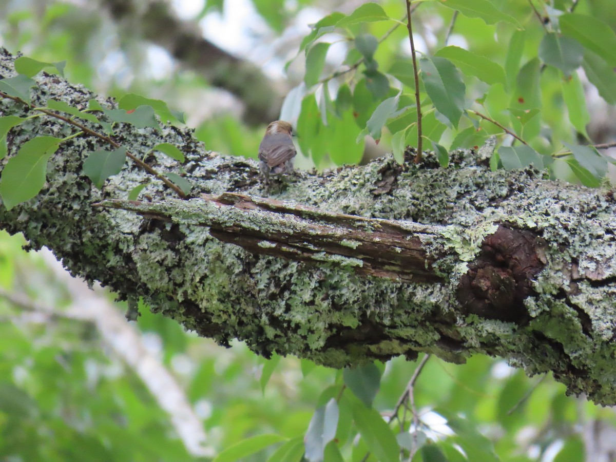 Brown-headed Nuthatch - ML637395595