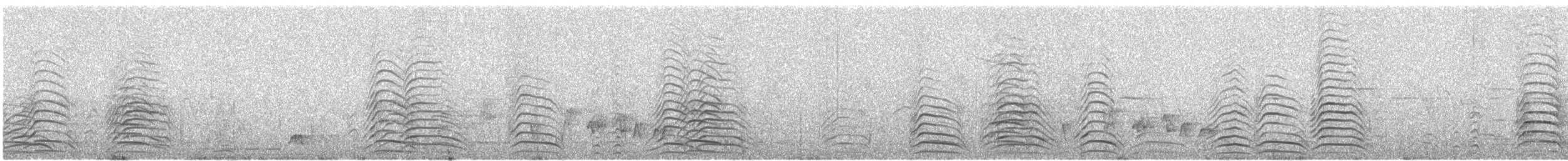 Black-tailed Gull - ML637395635