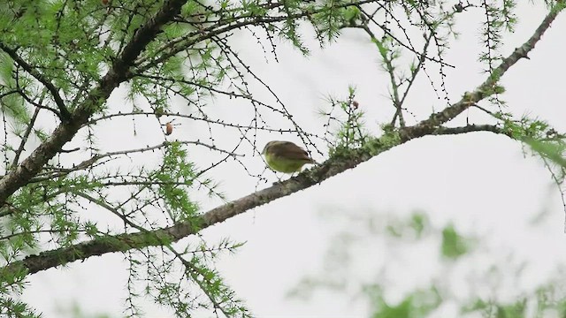 Connecticut Warbler - ML637395704