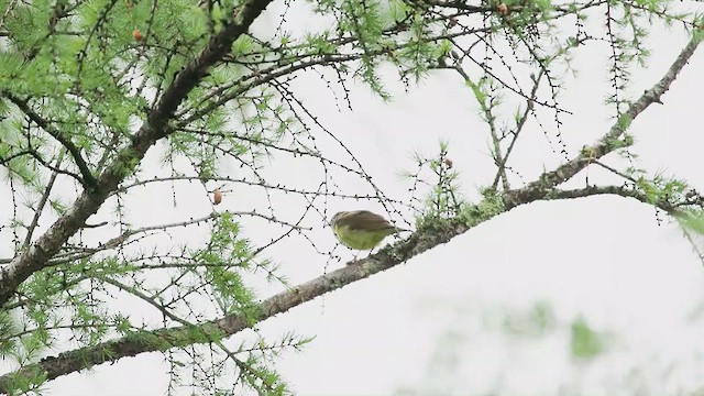 Connecticut Warbler - ML637395705