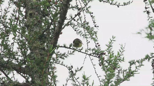 Connecticut Warbler - ML637395714