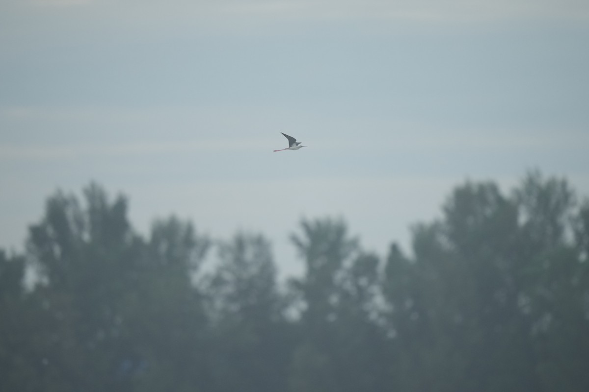Black-winged Stilt - ML637395743