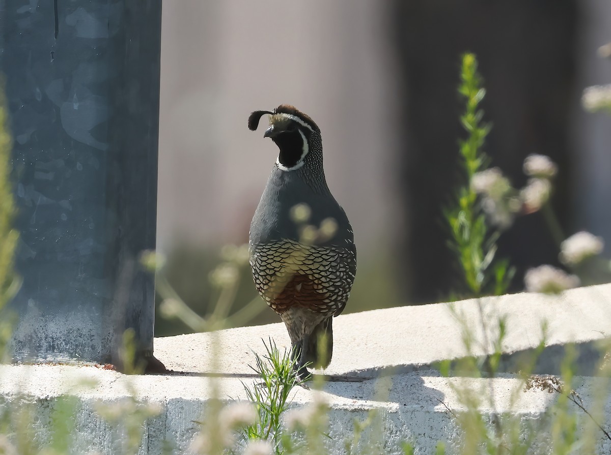 California Quail - ML637395747