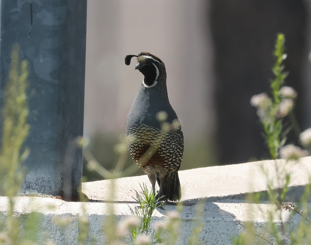 California Quail - ML637395748
