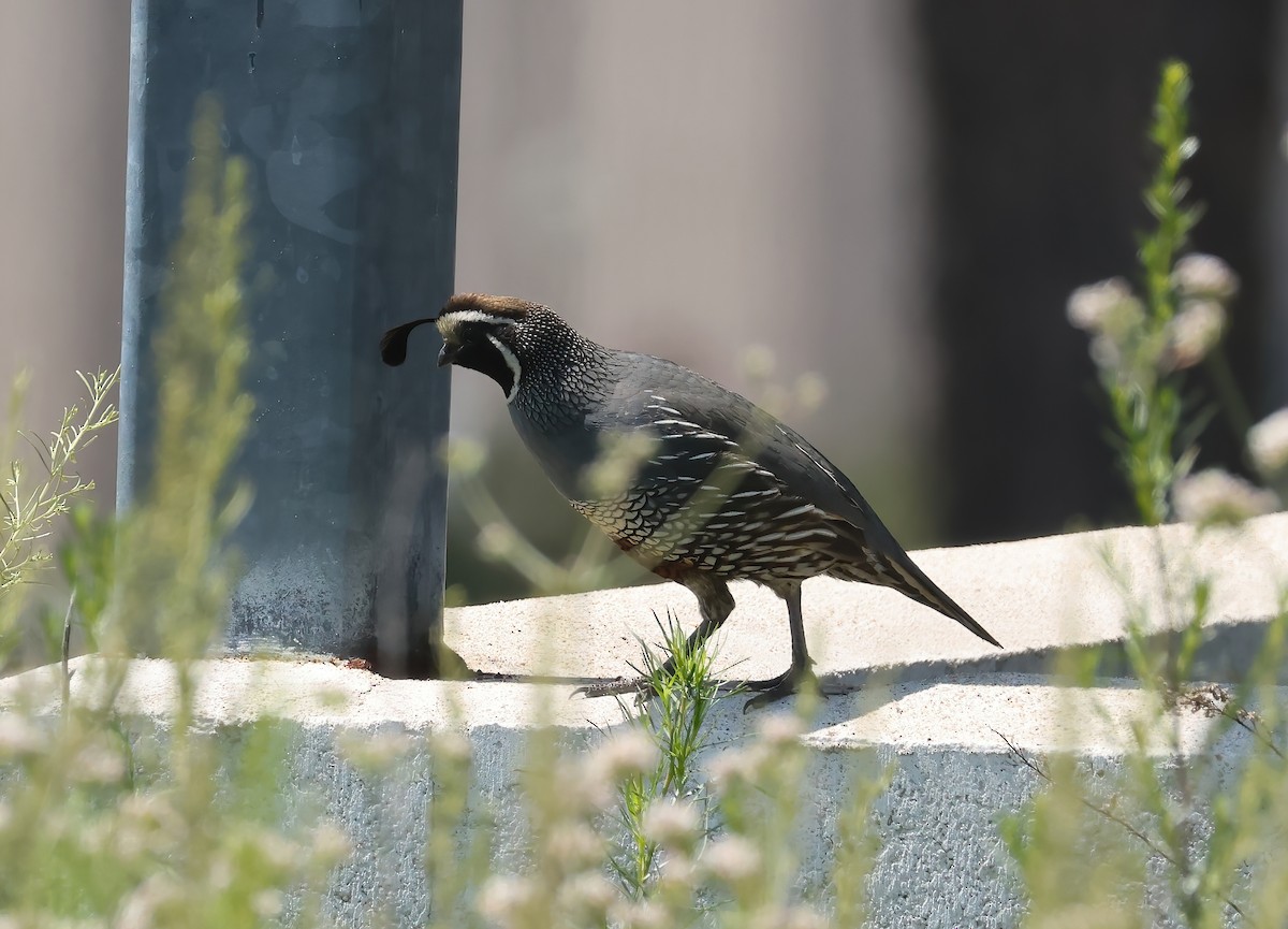 California Quail - ML637395749