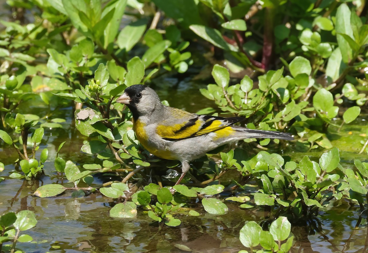Lawrence's Goldfinch - ML637395753