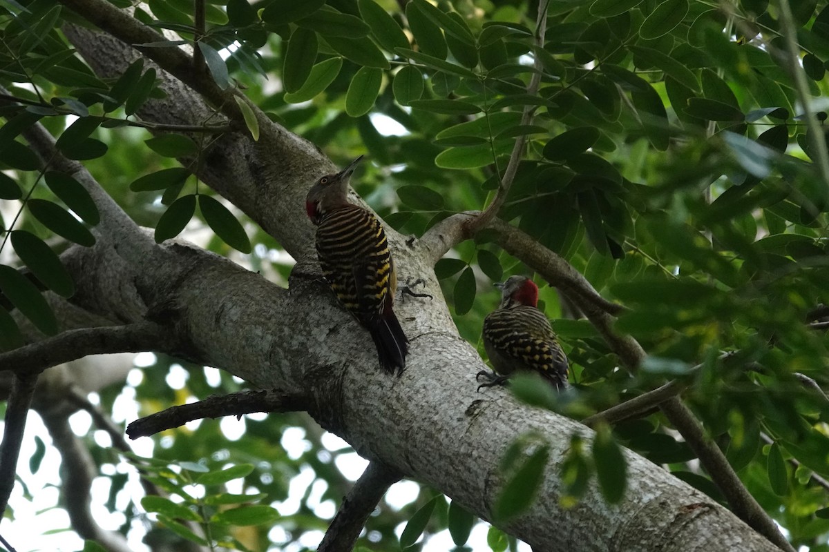 Hispaniolan Woodpecker - ML637395799