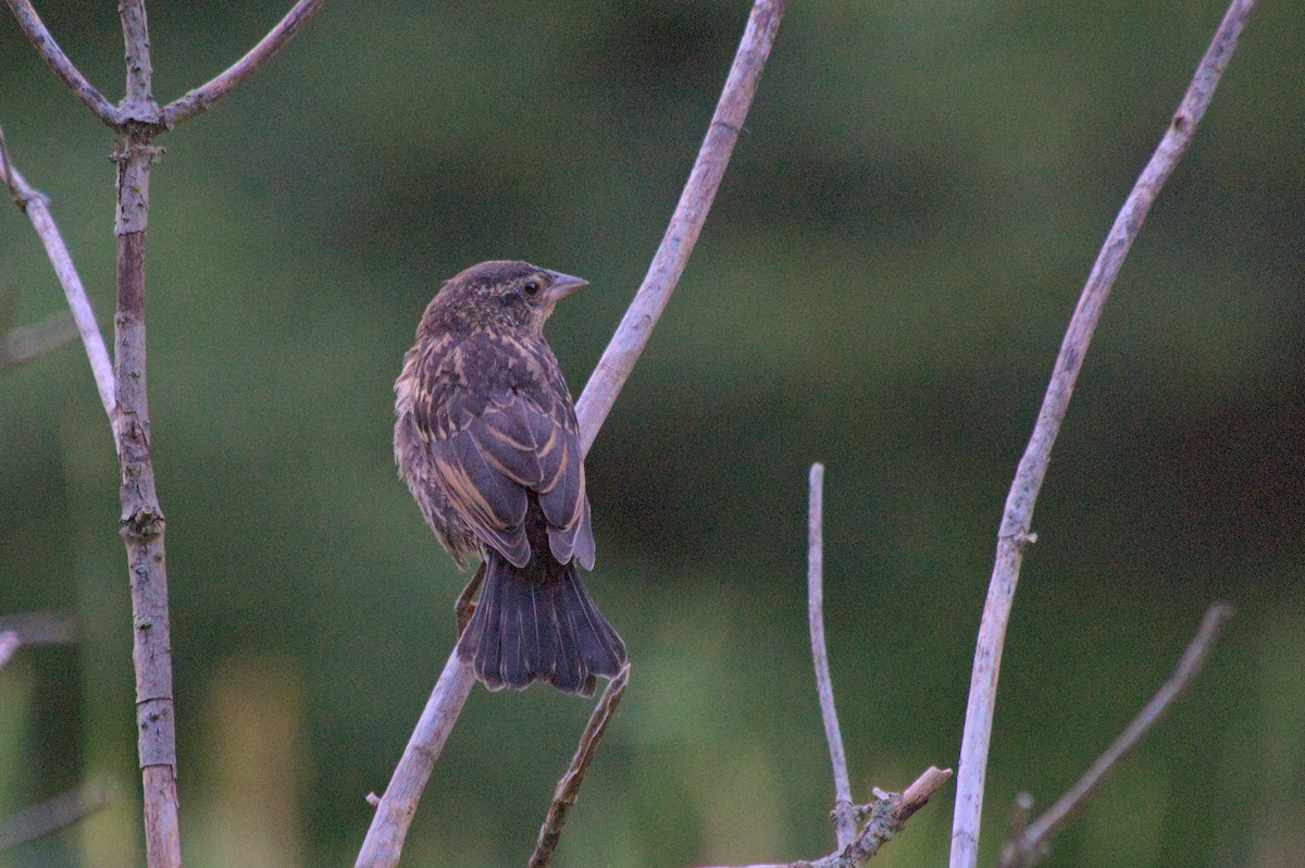 Red-winged Blackbird - ML637395812