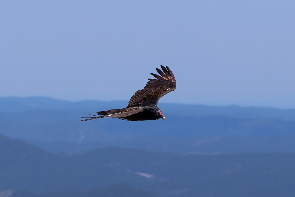 Turkey Vulture - ML637395833