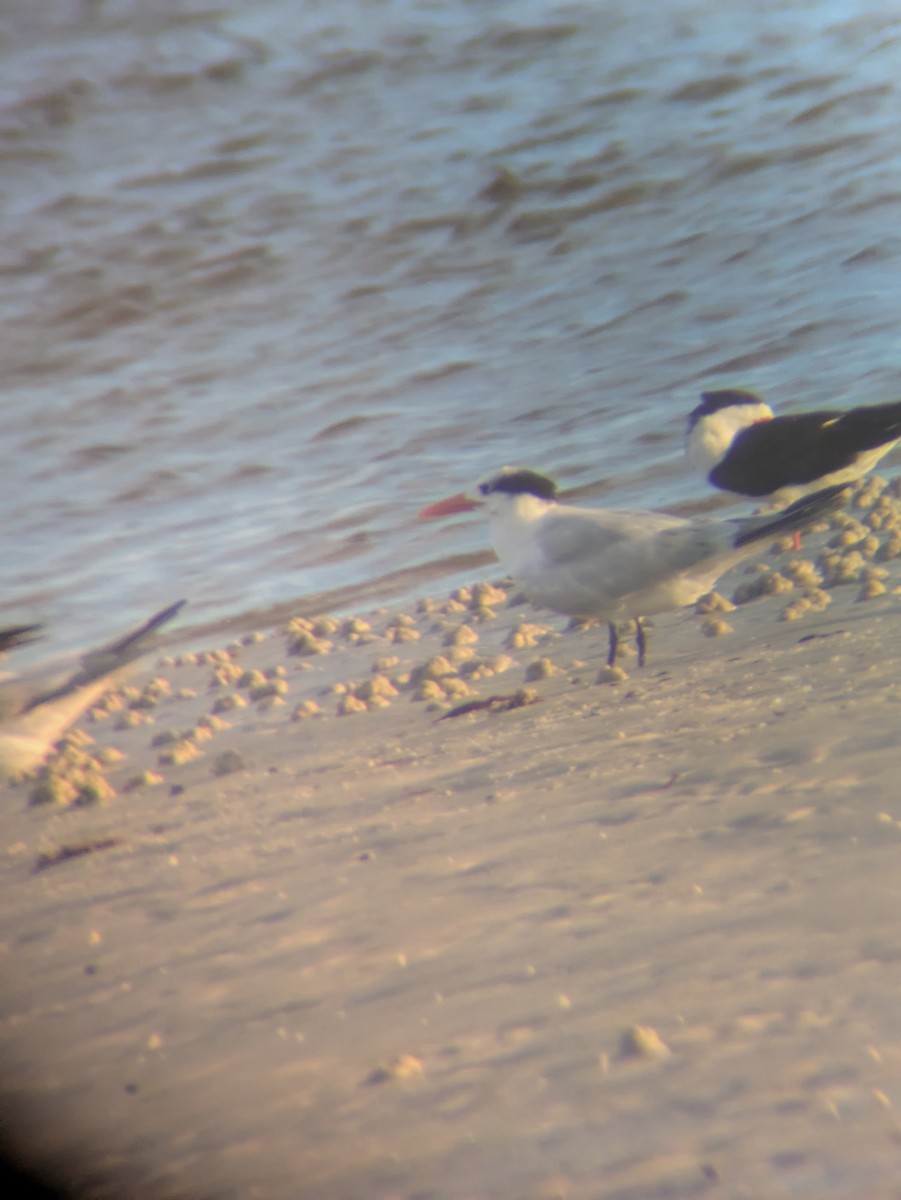 Royal Tern - ML637395920