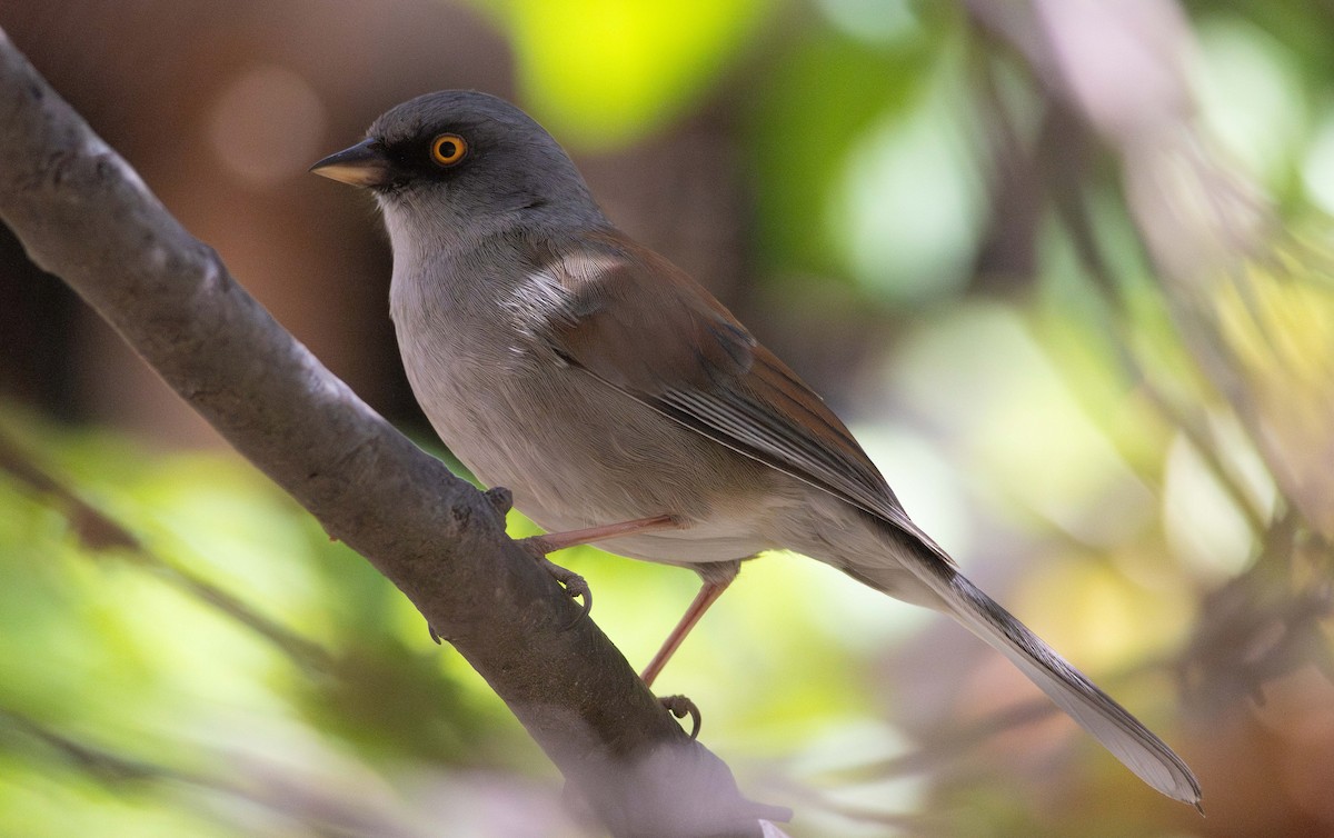 Yellow-eyed Junco - ML637395933