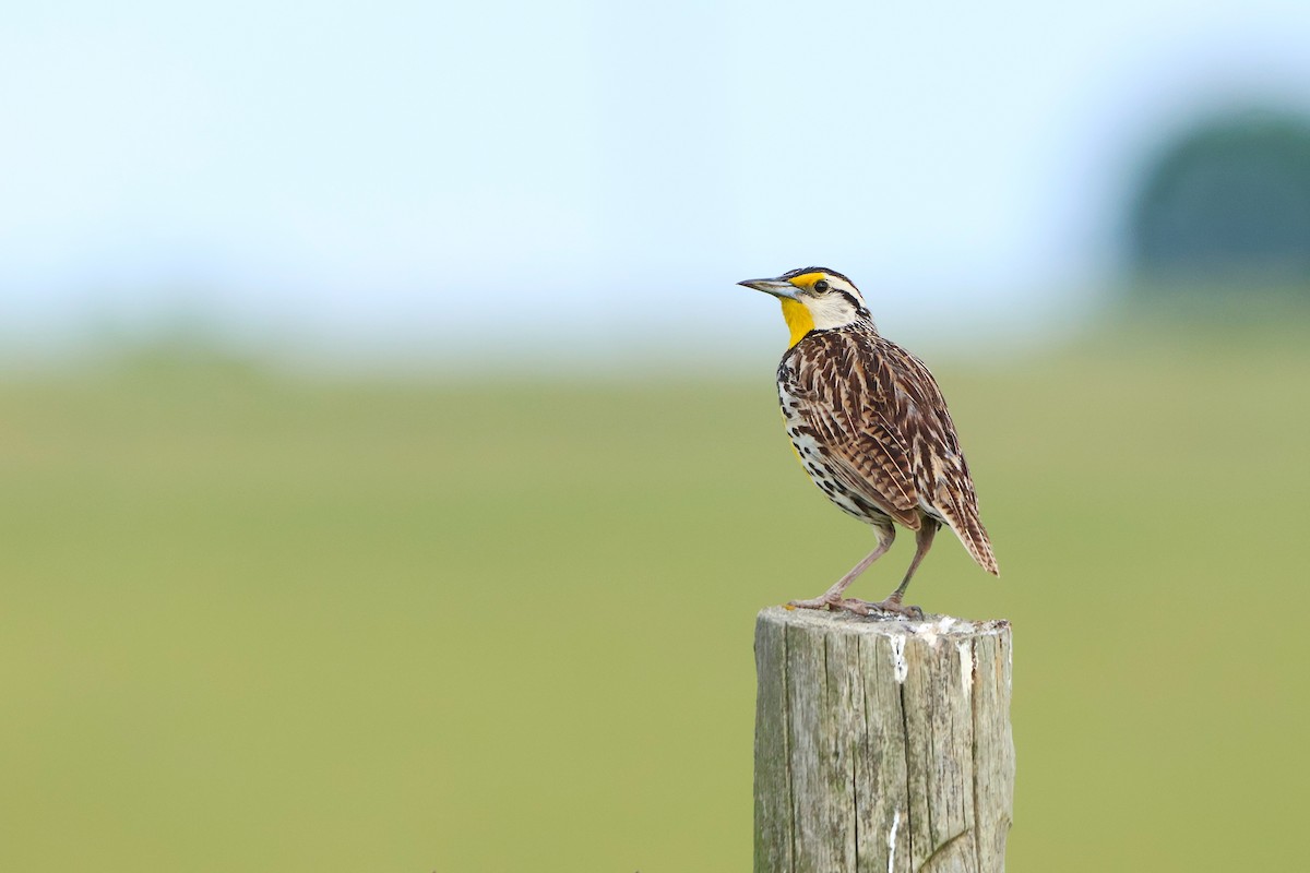 Eastern Meadowlark - ML637395986