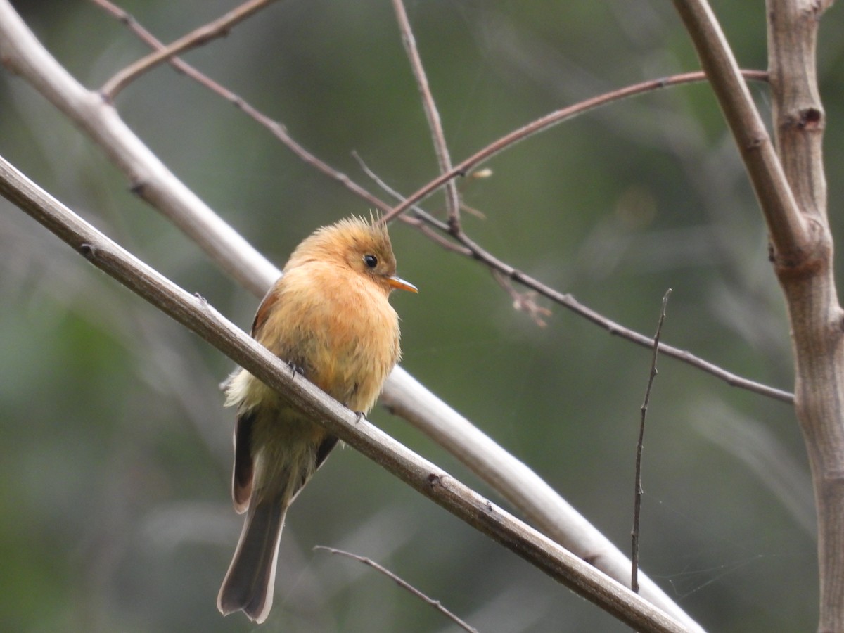 Tufted Flycatcher - ML637395994