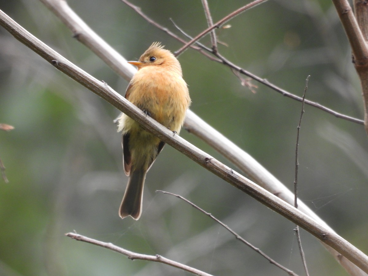 Tufted Flycatcher - ML637395996
