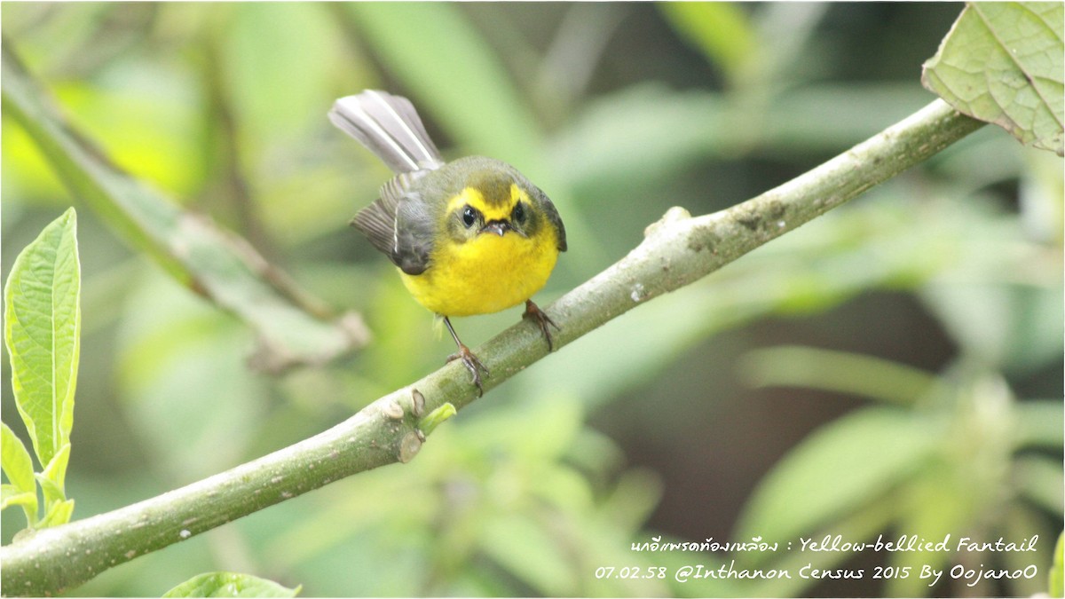 Yellow-bellied Fairy-Fantail - ML637396048