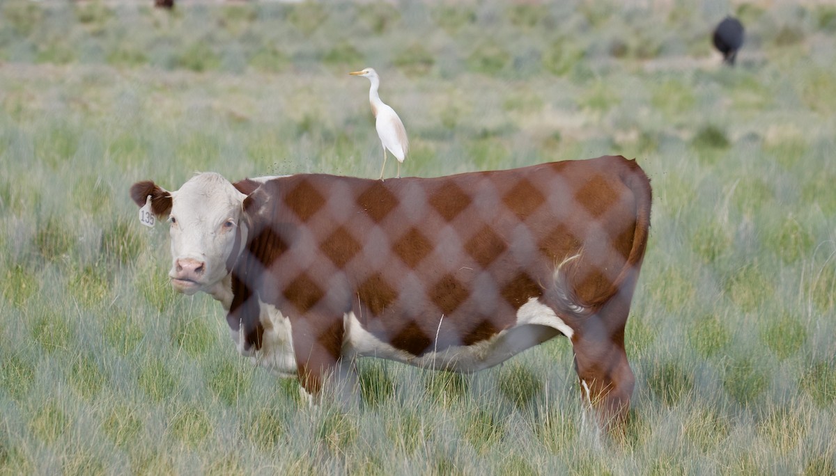 Héron garde-boeufs - ML637396075