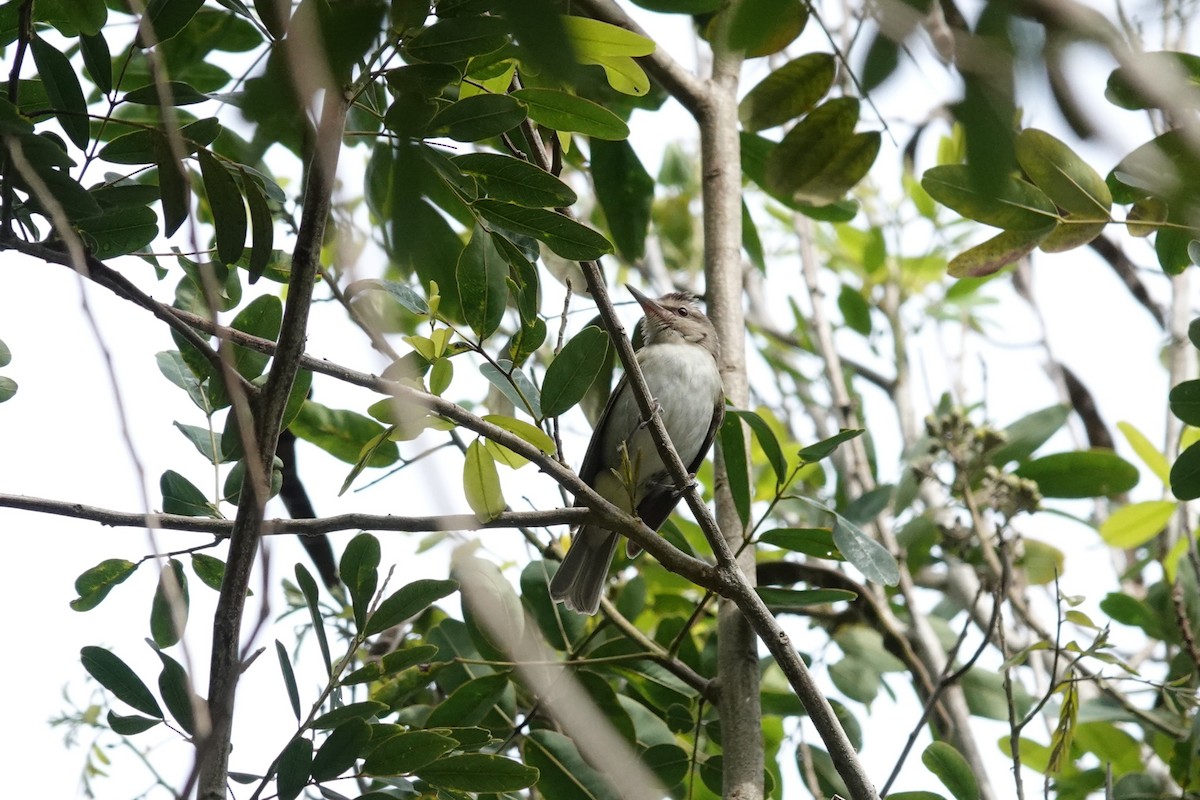 Black-whiskered Vireo - ML637396081